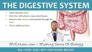 The Digestive System  GCSE Biology 91 [upl. by Askwith]