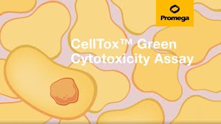 CellTox™ Green Cytotoxicity Assay [upl. by Analos376]