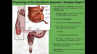 The Appendix amp Basics of Tonsils and Peyers Patches [upl. by Dierdre]