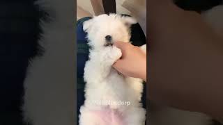 The delightful world of Maltese puppies small affectionate charming companions Maltese viral [upl. by Maillliw]