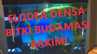 ELODEA DENSA  BakımıBudaması  How Can I Trim Elodea Densa   akvaryum bitki [upl. by Bega789]