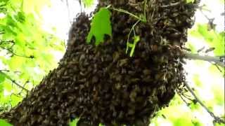 Understanding Honey Bee Swarms [upl. by Gnok]