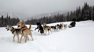 How to drive a dog sled Sun Peaks BC  Dog Sledding in Canada is fun [upl. by Browne]