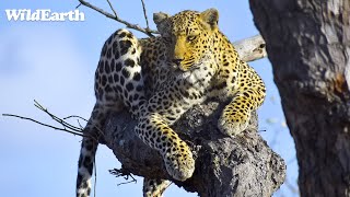 Leopard bonanza  SafariLIVE Sunrise  01 September 2024 [upl. by Tecil]