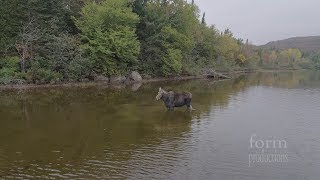 Northern Ontario Moose vs Wolf [upl. by Sheryle632]