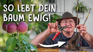 Obstbaum einfach veredeln 🌳  zwei Methoden für die heimische Baumschule [upl. by Ntsuj]