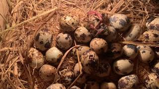 To my surprise The quail eggs had begun to hatch [upl. by Grekin]