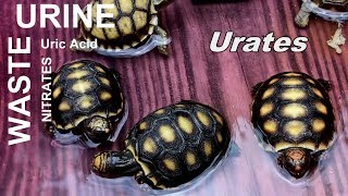 Urine Urates Uric Acid Nitrates A WASTE Product but not a WASTE of Time [upl. by Afton]