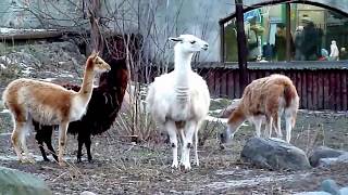 Wild Animal Vicuna Andes Mountains Wildlife  South American [upl. by Bromleigh]