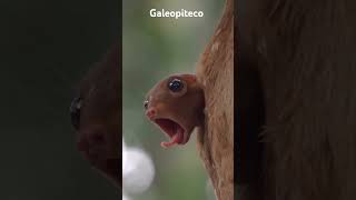 GALEOPITECO também conhecido como colugo ou lêmure voador [upl. by Kappel140]