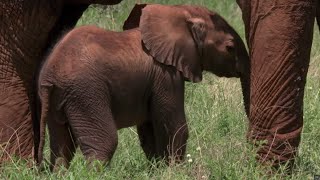 Tranquilized Elephant Mother Risks Crushing Her Baby  BBC Earth [upl. by Yr]