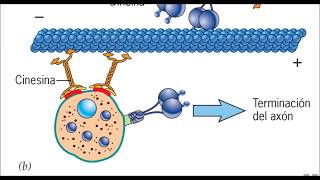 Citoesqueleto y proteínas motoras ¿Cómo se mueven vesículas y organelos dentro de una célula [upl. by Phipps]