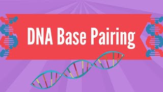 DNA Base Pairing [upl. by Nnylarej]