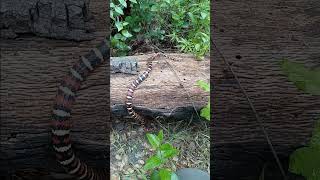 Coast Mountain Kingsnake [upl. by Seroka359]