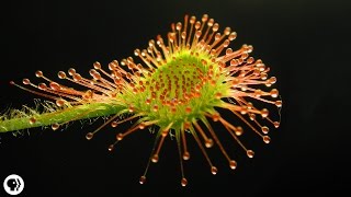 4 DEADLY Carnivorous Plants [upl. by Norrie]