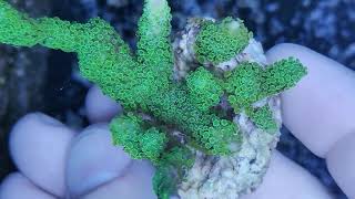 Montipora digitata green fluor coral gandalf [upl. by Bohrer]