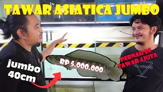 GILA‼️ASIATICA JUMBO GONDRONG [upl. by Amin425]