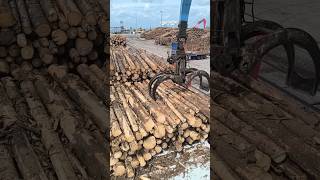 self Discharging cargo timberlogs wismar germany shorts [upl. by Bashuk]