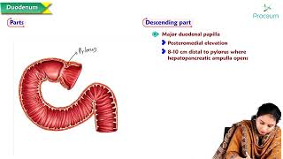 10 Duodenum Anatomy  MBBS Lecture [upl. by Ecienaj236]