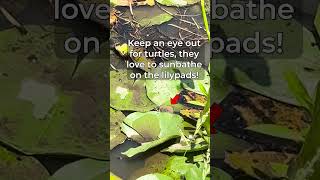 Visit the Kenilworth Aquatic Gardens dc nps [upl. by Lathan859]