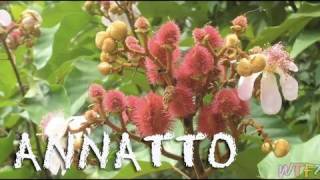 What Is Annatto  How to Make Annatto Rice Recipe [upl. by Taggart893]