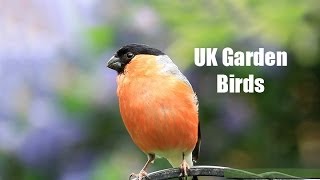 My UK Wildlife Garden Birds [upl. by Jaymee264]