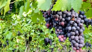 Cómo cultivar Uvas para la elaboración de Vino  TvAgro por Juan Gonzalo Angel [upl. by Samau]