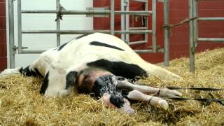 The difficult birth of a baby calf  extraordinary [upl. by Akenahs]