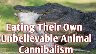 Natures Dark Side Top 10 Shocking Animal Cannibalism Momentsquot [upl. by Reitrac]