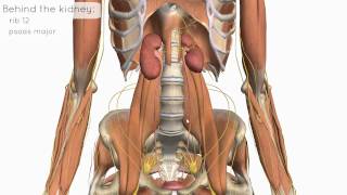 Location and Relations of the Kidney  3D Anatomy Tutorial [upl. by Ative]