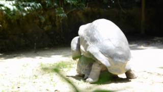 REPRODUCTION DE TORTUES GEANTES [upl. by Odnala687]