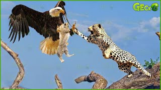 35 Moments Eagle Attacked Cub Before Mother Leopard Arrived And The Ending  Animal Fights [upl. by Eenahs]