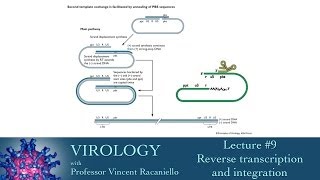 Virology 2014 lecture 9  Reverse transcription and integration [upl. by Ulani135]