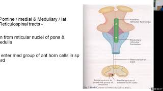 PHYSIOLOGY OF RETICULAR ACTIVATING SYSTEM [upl. by Scheld]