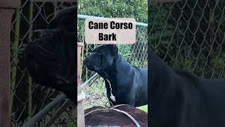 CANE CORSO ON GUARD canecorsolovers dogs canecorso [upl. by Nobel]