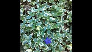 Vinca minor Variegata  Variegated Periwinkle [upl. by Albertson]