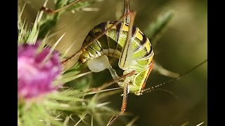 Ionian Bright Bushcricket Poecilimon jonicus copula and female with spermatophore [upl. by Karlen]