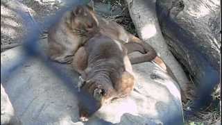 Fossa couple dozeまどろむフォッサの夫婦。 [upl. by Aeriel63]