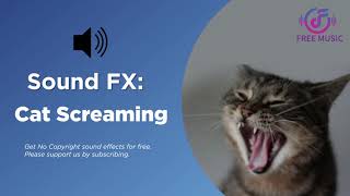 Cat Screaming Sound Effect [upl. by Isnyl]