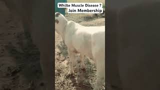 White Muscle Disease in Growing Cow Baby  veteducation [upl. by Mira]