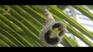 Baya weaver nest construction [upl. by Gombach]