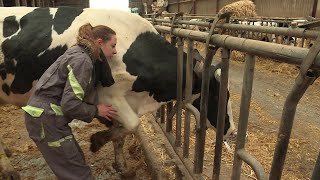 Au plus près des animaux Roxane fait ses premiers pas dostéopathe animalier en Normandie [upl. by Aleirbag]