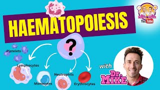 Hematopoiesis  Erythropoiesis [upl. by Adar]