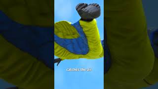 How Wingsuit Flying Works 😱 [upl. by Aihsak]