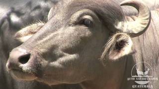 Bufalo de Agua  Water Buffalo [upl. by Abigael]