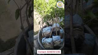 kalapatti chiku plant  janta nursery  chiku plant video  short video [upl. by Oag]