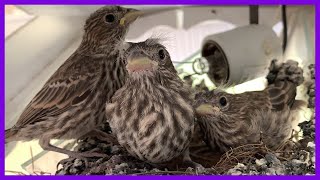 House Finch Fledglings Birds Leaving The Nest [upl. by Tekla243]