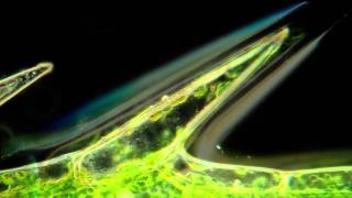 Cyclosis in Elodea Beautiful Microscopic HD Video [upl. by Yentihw538]