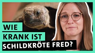 Tierärztin werden Berufseinstieg in der Kleintierpraxis  alpha Uni [upl. by Marianne]