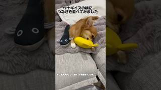 ウナギイヌの横にうなぎを並べてみました チワワ 犬 dog 犬アテレコ shorts 天才バカボン [upl. by Dragone]